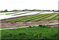 Polytunnels in field between Reedham and Norwich Roads