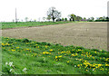 Dandelions on field margin, Reedham