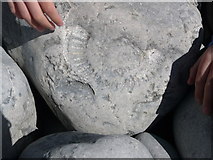 SS9567 : Fossil at Llantwit Major Beach by Stephanie James