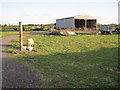 Barn and sheep near Glebe Farm, Hessay