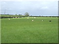 Grazing, Beech Hill Cross