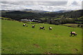 Sheep and Parc Mawr