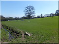 Grazing field with unfenced open ditch