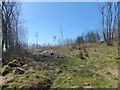 Clear fell in Bank Coppice