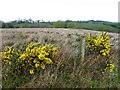 Whins and rushes, Aghadulla