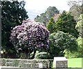 Trees in the Tollymore Arbouretum