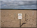 NT6480 : Coastal East Lothian : Tern Breeding Site, Spike Island Sands, Belhaven Bay by Richard West