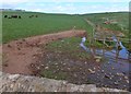 Bridge over the Deans Burn, and grazing cattle