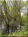 Flooded woodland, Hamm Court