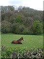 Grazing towards Bradley Wood