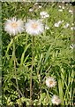 Gravel pit wildflowers: Compositacae seed-heads