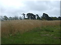 Crop field of Oldway Road