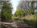 Trans Pennine Trail, Brinnington (2)