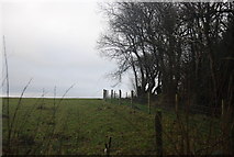 SX9075 : Edge of the woodland by Three Tree Lane by N Chadwick