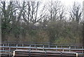 Trees along the Central line