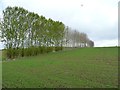 Wind break on Gallowhill