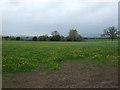 Farmland, Rumwell