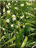 NS4074 : Few-flowered Garlic by Lairich Rig