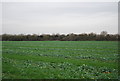 Farmland on the edge of Ash