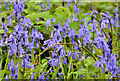 Bluebells, Belfast Castle