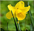 Daffodil, Belfast Castle