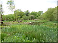 Holt Forest, pond