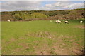 Woodland above Gwernfelen