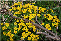 NT2070 : Marsh Marigolds (Caltha palustris) by Anne Burgess