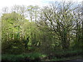 Woodland beside the A386