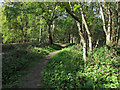 Path in Donyland Woods