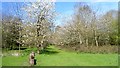 SU5574 : Path Through Cherry Trees by Des Blenkinsopp