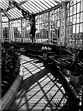 NS6064 : Inside The Winter Gardens, Glasgow by Rossographer