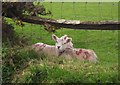 Lambs near Roachill