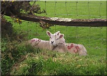 SS8422 : Lambs near Roachill by Derek Harper