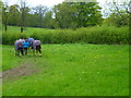 Horses being led in pairs east of Fulmer