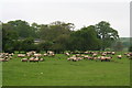 Scrivelsby Estate, Wolds Walking Festival: sheep