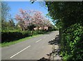 Strelley: blossom in Main Street