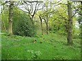 Woodland Footpath near Upper Tankersley