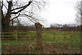 Tree stump, Silvermede