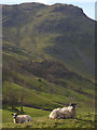 NY4805 : Sadgill sheep and Goat Scar by Karl and Ali