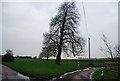 Tree, Goss Hall