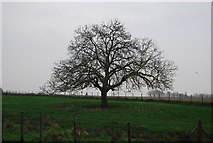 TR3058 : Tree near Goss Hall by N Chadwick