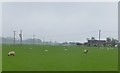 Sheep and electricity poles