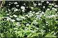 Wild garlic, Ponds Wood