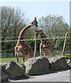 SN1108 : Giraffes at Folly Farm by Gareth James