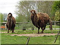 SN1108 : Bactrian camels at Folly Farm by Gareth James