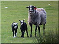 NR8756 : Romanov ewe and lambs at Claonaig by sylvia duckworth