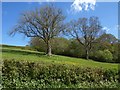 Trees at Webble Green