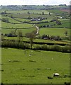 Sheep pasture, Webble Green