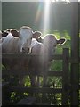 Cattle, East Membury Farm